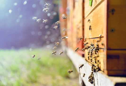 Für das Wohl der Bienen