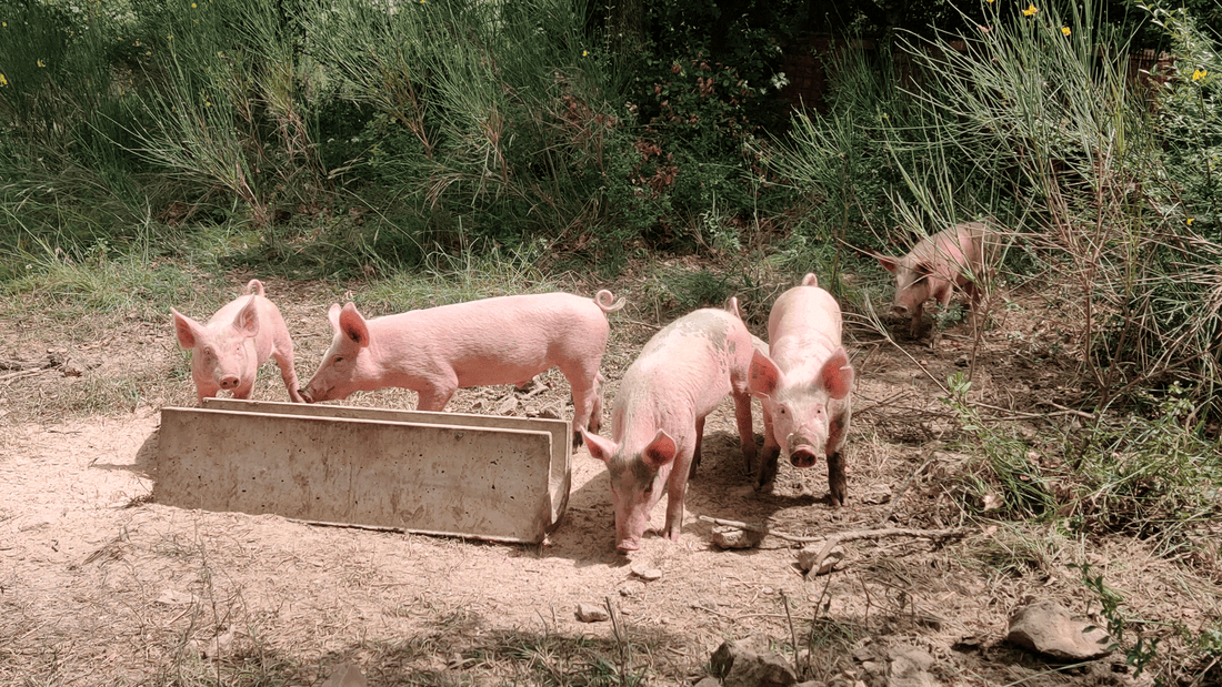 Natürliche Verbündete: die Bedeutung von Tieren im biologisch-dynamischen Weinbau