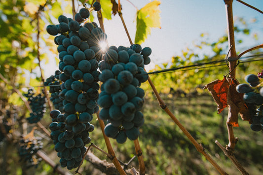 Weinlese 2025: Ein Jahrgang zum erinnern